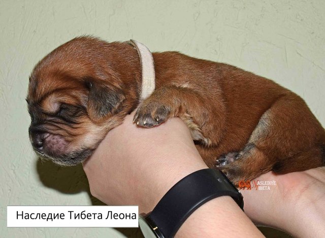 Щенки от пары Брайн х Ютера